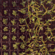 Linda Shevlin: Supernature |  The LAB 
Foley Street, Dublin 1 | Friday 20 June to Saturday 30 August 2014 | to 