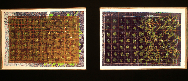 Linda Shevlin: Supernature | Friday 20 June  – Saturday 30 August 2014 | The LAB