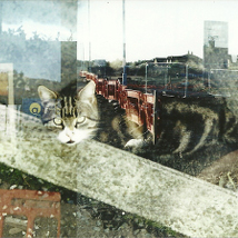 Trevor Wray: Over and Over and Over |  Arts & Disability Forum Gallery 109-113 Royal Avenue Belfast | Friday 20 June to Thursday 14 August 2014 | to 