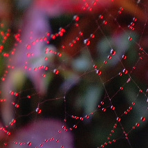 Paul Murnaghan: Penumbra |  Royal Hibernian Academy 
15 Ely Place, Dublin 2 | Friday 5 September to Sunday 26 October 2014 | to 