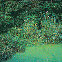 Mary McIntyre: An Interior Landscape |  VISUAL Centre for Contemporary Art 
Old Dublin Road, Carlow | Friday 12 September 2014 to Sunday 11 January 2015 | to 