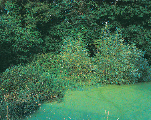 Mary McIntyre: A Complex Variety of Greens (form Emerald to Viridian) , 2011, colour lightjet photographic print, 122 x 152cm | Mary McIntyre: An Interior Landscape | Friday 12 September 2014  – Sunday 11 January 2015 | VISUAL Centre for Contemporary Art