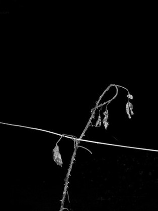 Paul Seawright: Rose, 2015; pigment print – framed and unmounted, 144.9 x 109.2 cm | Paul Seawright: The List | Friday 30 January  – Saturday 21 March 2015 | Kerlin Gallery