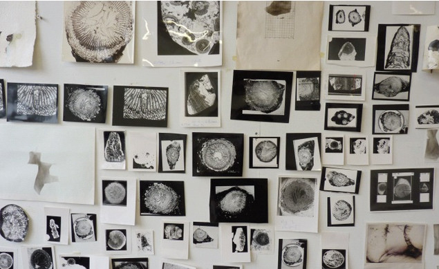 Siobhán McDonald: Smoke Drawings and photo installation, fossils courtesy of Ian Sommerville, UCD, 2014 | Welcome Disturbances | Friday 30 January  – Saturday 11 April 2015 | The LAB