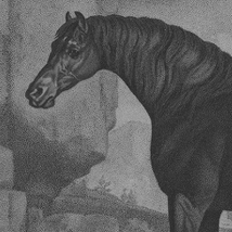 Horse |  VOID 
Patrick Street Derry BT48 7EL | Saturday 21 February to Saturday 18 April 2015 | to 