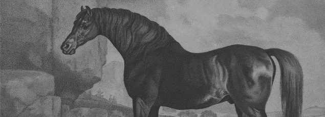 Horse | Saturday 21 February  – Saturday 18 April 2015 | VOID