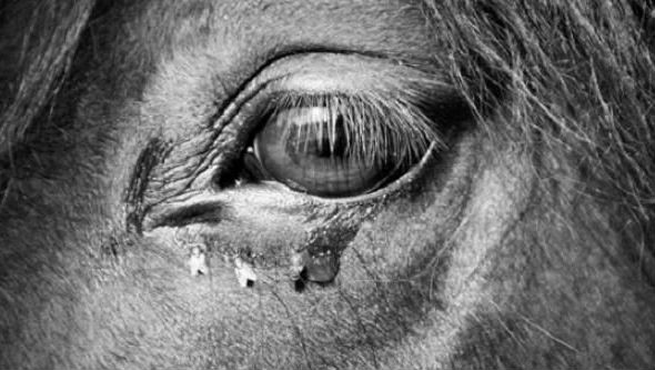 Special Screening of ‘The Turin Horse’ in partnership with CCA | Wednesday 4 March 2015 | VOID