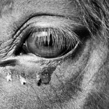 Special Screening of ‘The Turin Horse’ in partnership with CCA |  VOID 
Patrick Street Derry BT48 7EL | Wednesday 4 March 2015 | to 