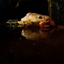 Verema Paravel and Lucien Castaing-Taylor: Leviathan |  Crawford Art Gallery 
Emmet Place, Cork | Friday 17 April to Saturday 22 August 2015 | to 