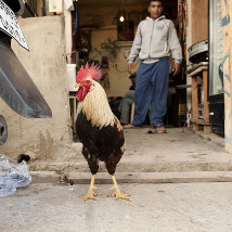 Omar Yashruti: Dúchas / Homeland |  Regional Cultural Centre 
Port Road, Letterkenny Co. Donegal | Saturday 4 July to Saturday 26 September 2015 | to 