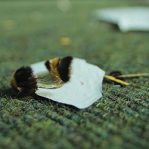 Bridget O’Gorman: Telling the Bees |  Galway Arts Centre 
47 Dominick Street Galway | Saturday 29 August to Saturday 3 October 2015 | to 