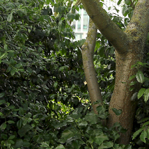 Mark Curran: The Economy of Appearances |  Limerick City Gallery 
Pery Square, Limerick | Friday 4 September to Friday 30 October 2015 | to 