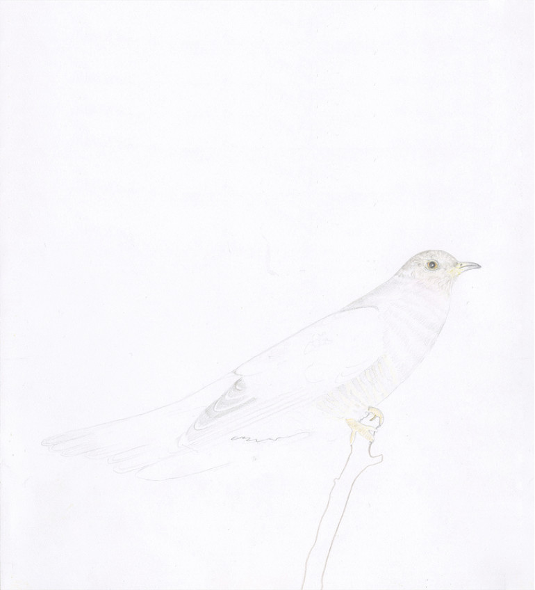 William McKeown, Open Drawing - Cuckoo, pencil on paper, 28 x 25 cm / 11 x 9.8 in | William McKeown: Cloud Cuckoo Land | Friday 16 October  – Saturday 21 November 2015 | Kerlin Gallery