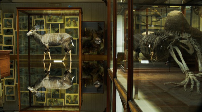 Ailbhe Ní Bhriain: Reports to an Academy | Wednesday 18 November  – Sunday 20 December 2015 | Royal Hibernian Academy