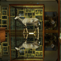 Ailbhe Ní Bhriain: Reports to an Academy |  Royal Hibernian Academy 
15 Ely Place, Dublin 2 | Wednesday 18 November to Sunday 20 December 2015 | to 