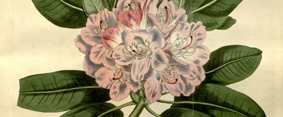 Gareth Kennedy: Post Colony | Monday 18 January  – Thursday 19 May 2016 | VISUAL Centre for Contemporary Art