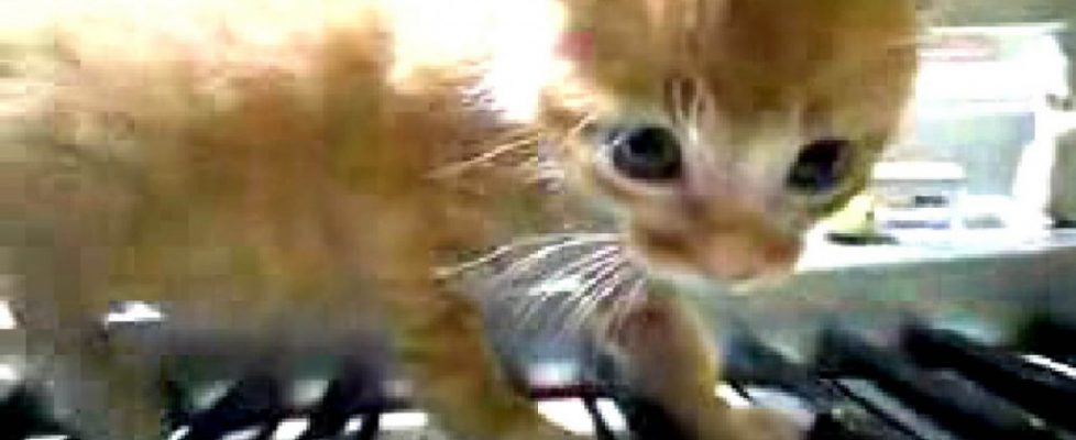 Cory-Archangel-Drei-Klavierstucke-op 2009