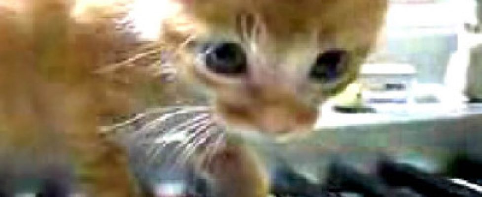 Cory-Archangel-Drei-Klavierstucke-op 2009 sq