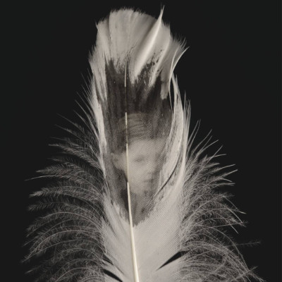 Purge |  Hunt Museum 
The Custom House Rutland Street, Limerick | Friday 22 April to Sunday 22 May 2016 | to 