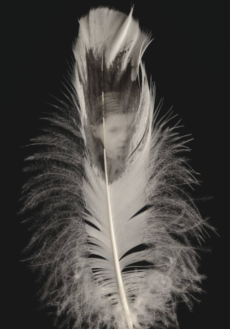 Purge | Friday 22 April  – Sunday 22 May 2016 | Hunt Museum