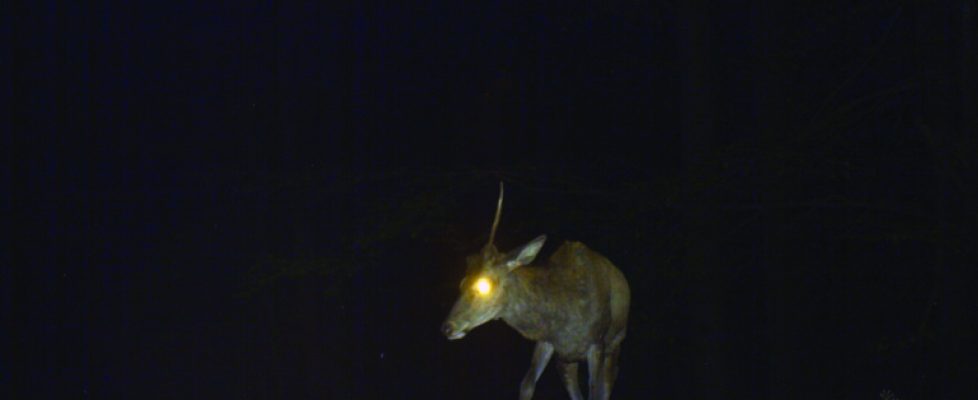 THIRDTERCERO-Milena-Bonilla-copy