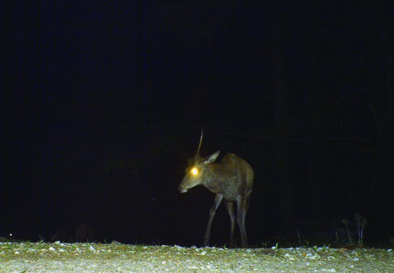 Milena Bonilla | Victories are Short-lived | Thursday 23 June  – Saturday 13 August 2016 | Golden Thread Gallery