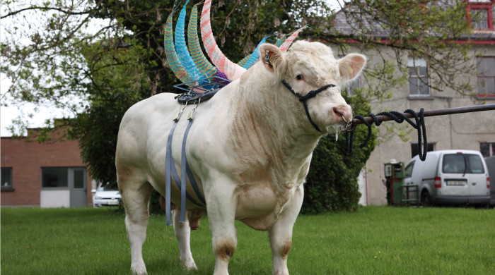 Maria McKinney: Sire | Friday 9 September  – Sunday 23 October 2016 | Royal Hibernian Academy