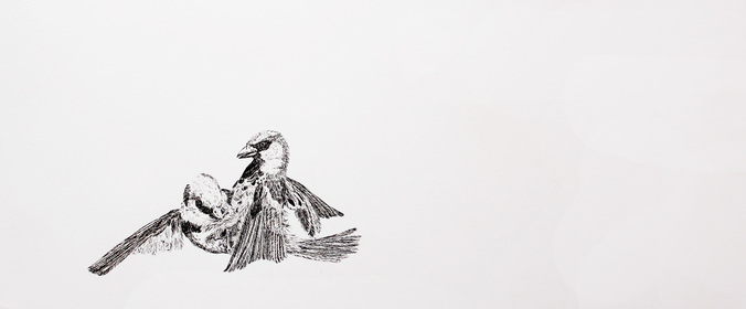 Nick Jarman: Adam and Steve, 2016, dip ink on Fabriano paper | Nick Jarman: Formerly Wildlife | Saturday 15 October  – Saturday 12 November 2016 | Wexford Arts Centre