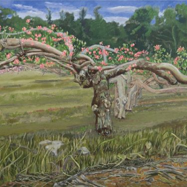 Adrienne Symes: Seeds of life |  Olivier Cornet Gallery 
3 Great Denmark Street (beside Belvedere College) Dublin 1 | Sunday 13 November to Sunday 11 December 2016 | to 