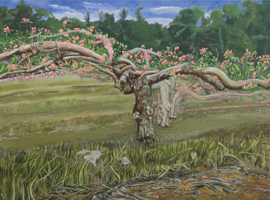 Adrienne Symes: Seeds of life | Sunday 13 November  – Sunday 11 December 2016 | Olivier Cornet Gallery