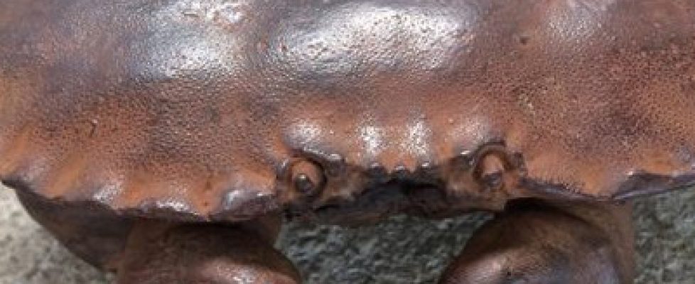 Unknown-1-640x390 sq