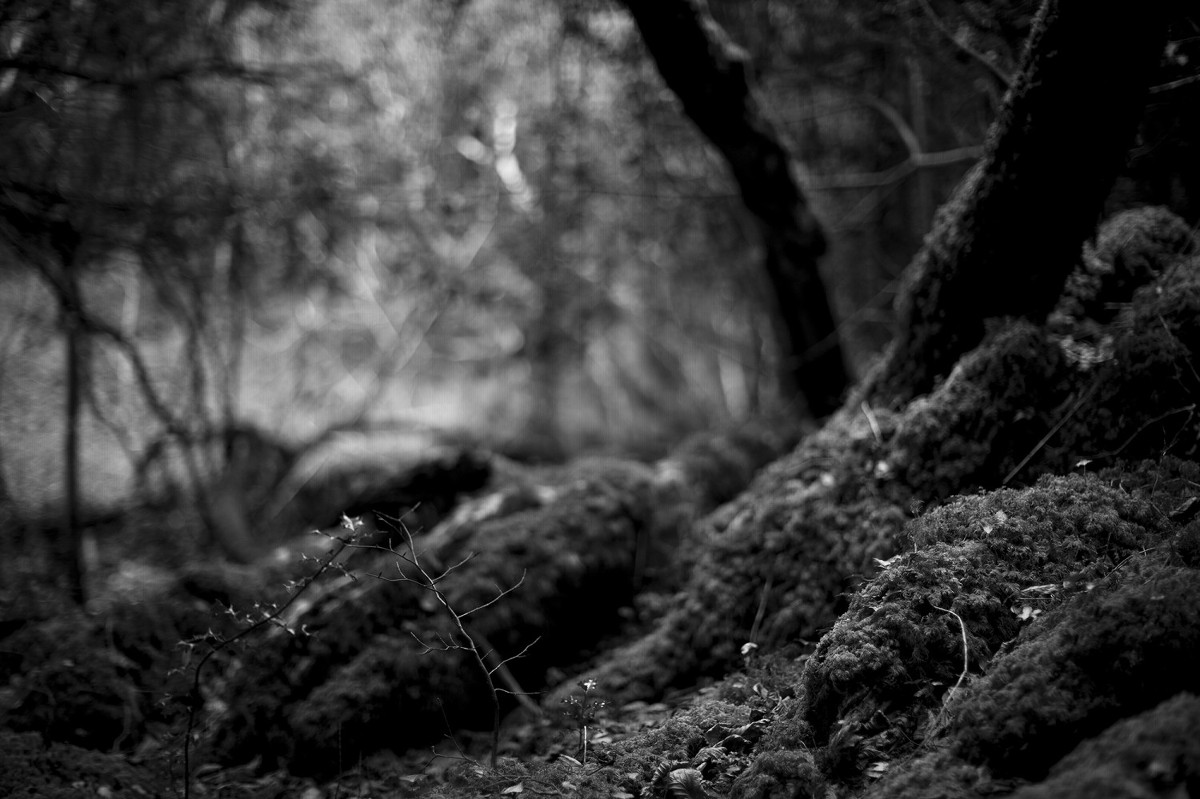 Lorraine Neeson: Current | Sunday 22 January  – Sunday 26 March 2017 | SIRIUS