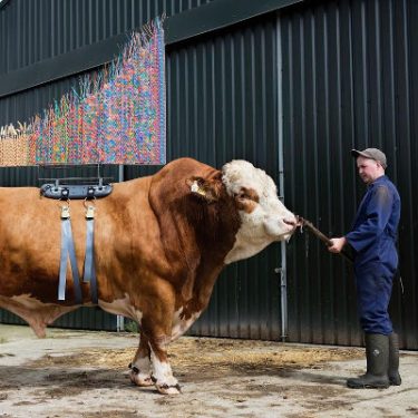 Maria McKinney: Sire |  Regional Cultural Centre 
Port Road, Letterkenny Co. Donegal | Tuesday 14 February to Saturday 25 March 2017 | to 