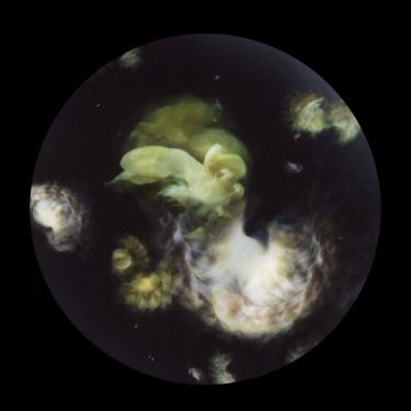 Mandy Barker: Beyond Drifting: Imperfectly Known Animals |  SIRIUS 
The Old Yacht Club Cobh, Co. Cork | Sunday 28 May to Sunday 2 July 2017 | to 