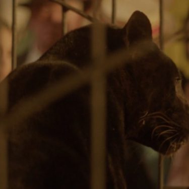 Subjects and Objects: films by Daria Martin |  VISUAL Centre for Contemporary Art 
Old Dublin Road, Carlow | Wednesday 7 June to Sunday 3 September 2017 | to 