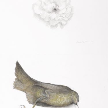 Anne Madden: Life and death in the garden |  Taylor Galleries 
16 Kildare Street, Dublin 2 | Friday 30 June to Saturday 22 July 2017 | to 