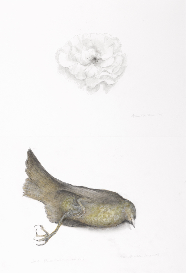 Anne Madden, Rose and female blackbird, 2016, 52 x 36 cm | Anne Madden: Life and death in the garden | Friday 30 June  – Saturday 22 July 2017 | Taylor Galleries