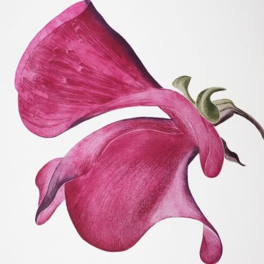 Gráinne Cuffe: New Work |  Graphic Studio Gallery 
off Cope Street Temple Bar, Dublin 2 | Friday 16 June to Saturday 8 July 2017 | to 