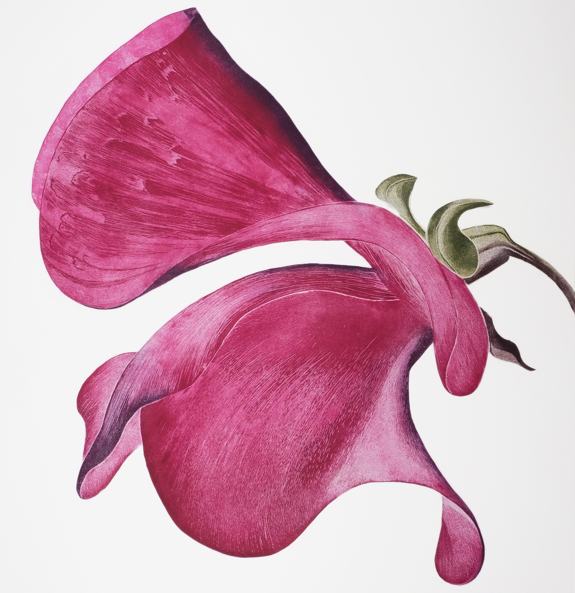 Gráinne Cuffe: Sweet Scented III, etching, 114 x 108 cm | Gráinne Cuffe: New Work | Friday 16 June  – Saturday 8 July 2017 | Graphic Studio Gallery