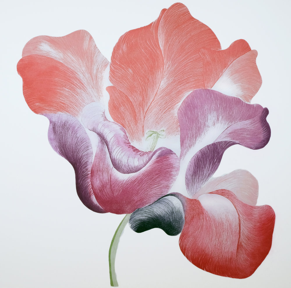 Gráinne Cuffe: Tulip for Miriam | A Sense of Summer | Monday 26 June  – Saturday 2 September 2017 | Bourn Vincent Gallery