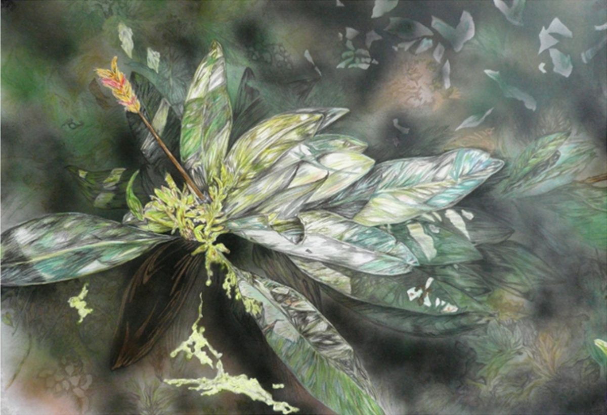 Human Chain: Dutch Contemporary Drawings | Friday 8 September  – Saturday 28 October 2017 | Ballina Arts Centre