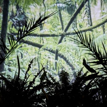 Iain Griffin: The Really Wild Show |  Golden Thread Gallery 
23-29 Queen Street Belfast BT1 6EA | Thursday 7 September to Saturday 21 October 2017 | to 