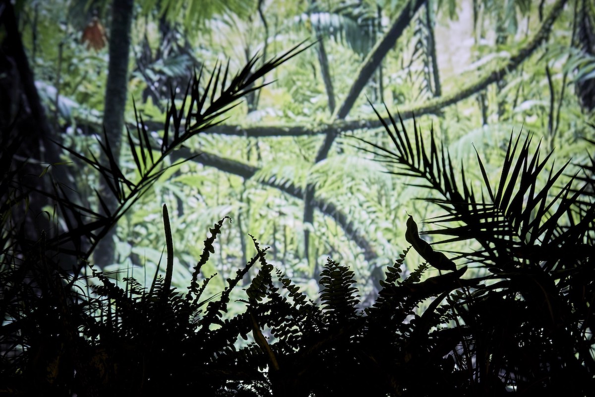 Iain Griffin: The Really Wild Show | Thursday 7 September  – Saturday 21 October 2017 | Golden Thread Gallery