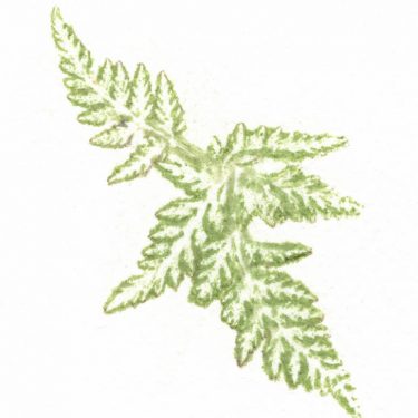 Naomi Draper: Florilegium, a gathering of flowers |  Roscommon Arts Centre 
Circular Road Roscommon Town | Saturday 9 September to Friday 27 October 2017 | to 