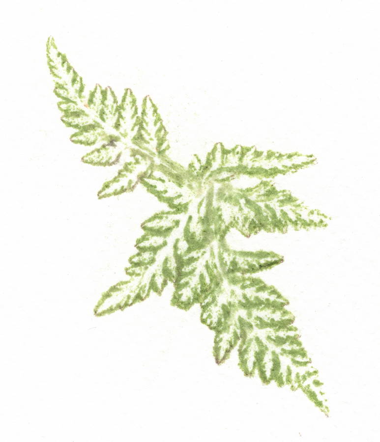 Naomi Draper: Florilegium, a gathering of flowers | Saturday 9 September  – Friday 27 October 2017 | Roscommon Arts Centre