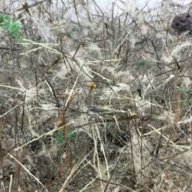 Paul Mosse: What’s with the Apocalypse? |  VISUAL Centre for Contemporary Art 
Old Dublin Road, Carlow | Saturday 16 September 2017 to Friday 12 January 2018 | to 