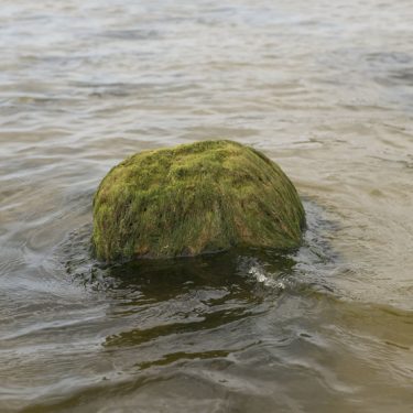 Linda Ruttelynck: Sentinels |  Taylor Galleries 
16 Kildare Street, Dublin 2 | Friday 15 September to Saturday 7 October 2017 | to 