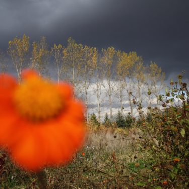 Steve Anderson: Surruralism |  Regional Cultural Centre 
Port Road, Letterkenny Co. Donegal | Tuesday 7 November to Saturday 16 December 2017 | to 