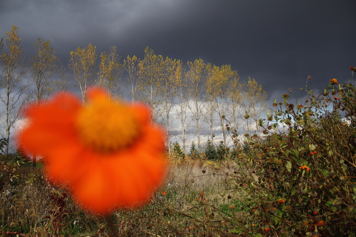 Steve Anderson: Surruralism | Tuesday 7 November  – Saturday 16 December 2017 | Regional Cultural Centre