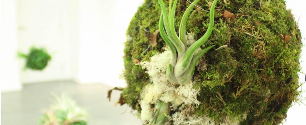 Méadhbh O’Connor, Biosystem _III_, 2017_crop